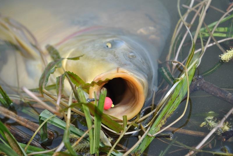 Metoda care nu da gres niciodata. Formula celor trei: momitor, sac solubil, pasta pe momeala.
